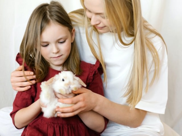 ロップイヤーラビットの飼い方